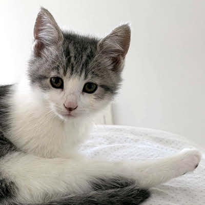 photo of cat
