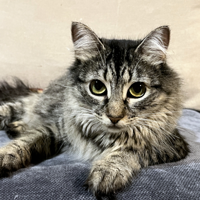 photo of cat