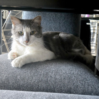 photo of cat