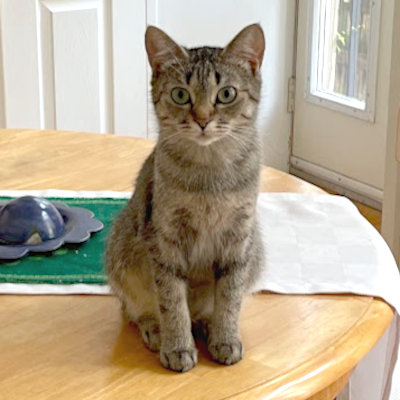 photo of cat