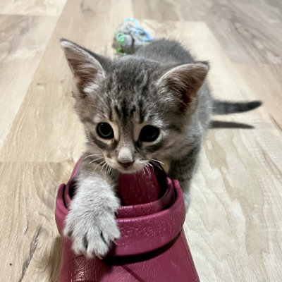 photo of cat