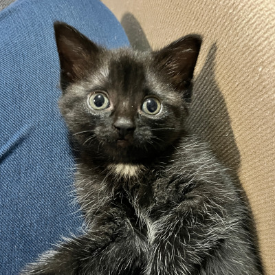 photo of cat