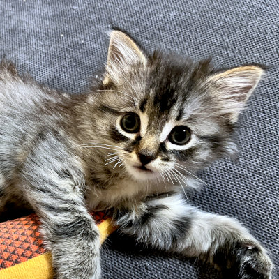 photo of cat