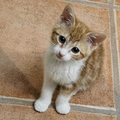 photo of cat