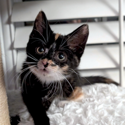 photo of cat
