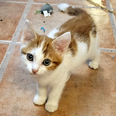 photo of cat