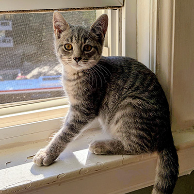 photo of cat