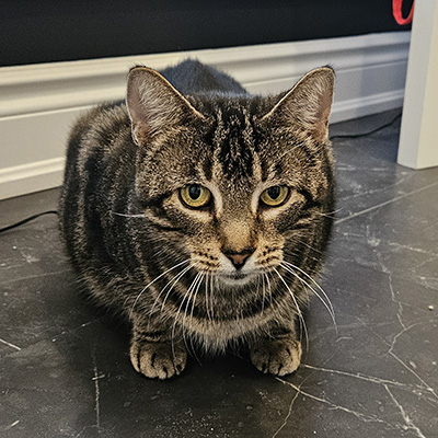 photo of cat