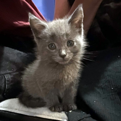 photo of cat