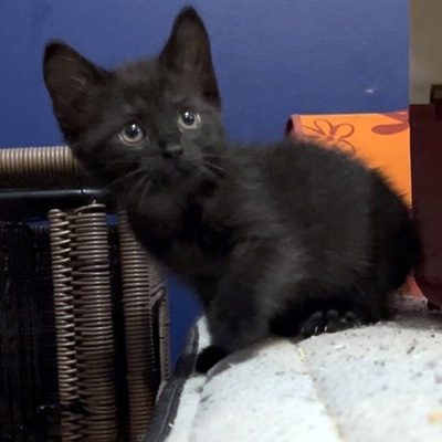 photo of cat