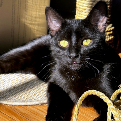 photo of cat