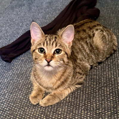 photo of cat