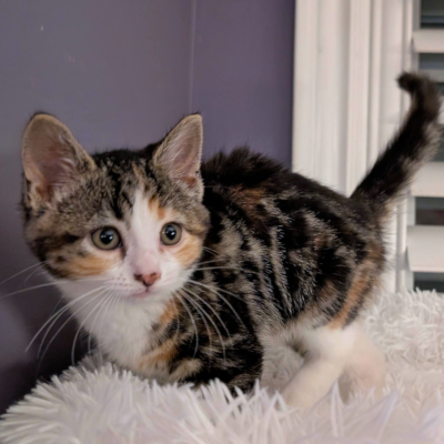 photo of cat