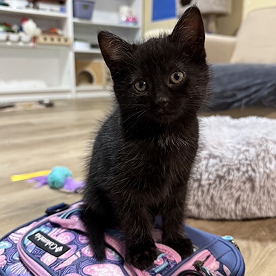 photo of cat
