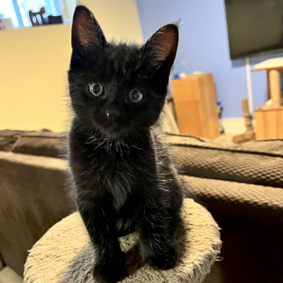 photo of cat