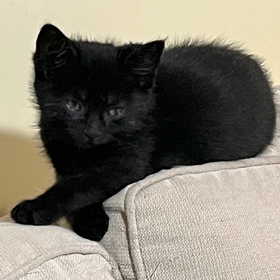 photo of cat