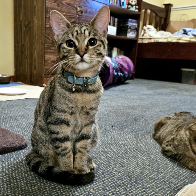 photo of cat