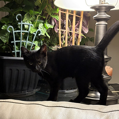 photo of cat