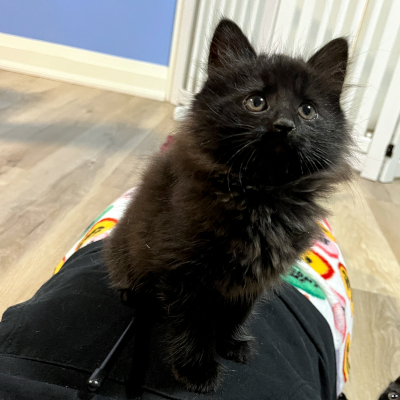 photo of cat
