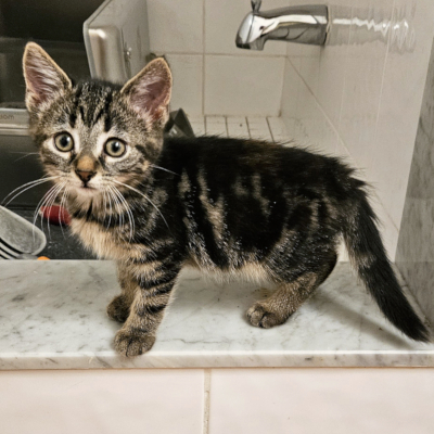 photo of cat